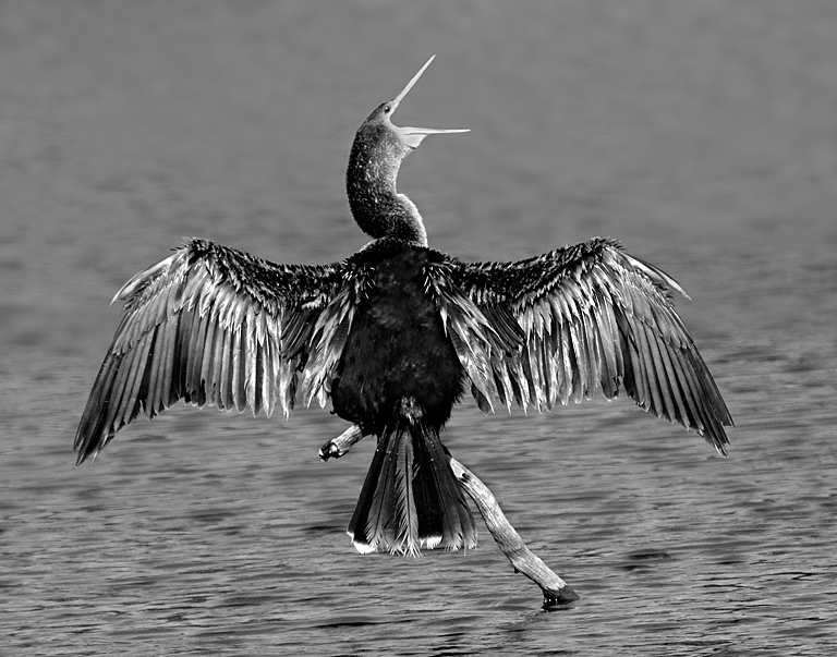 Gaping Anhinga (Wakoda 2011 0683)   P O'Malley
